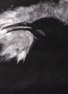 STRATE INVERSE crédit L’oiseau lourd monotype Isabelle Olivia